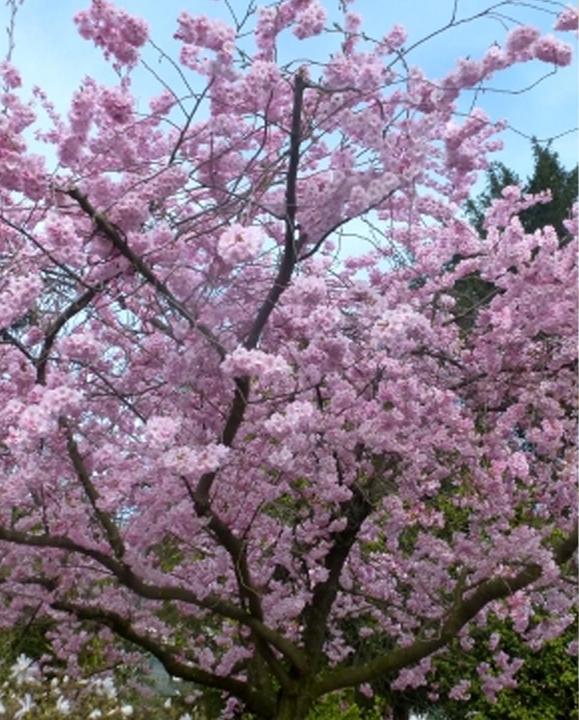 Immagine prodotto Tropica Ciliegio giapponese ornamentale (Prunus Serrulata) (Germogli)