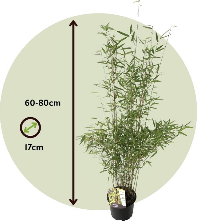 Produktbild Plant in a Box Fargesia nitida 'Red Dragon' - 4er Set Roter Drachenbambus (60 cm)