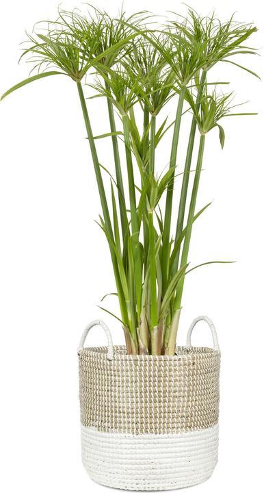 Immagine prodotto Scheurich Seagrass 27, cesto portavaso con manici in Seagrass Colore: Nature Wh (27 cm)