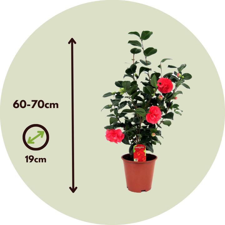 Image du produit Plant in a Box Camellia japonica Lady Campbell - Camélia (60 cm)