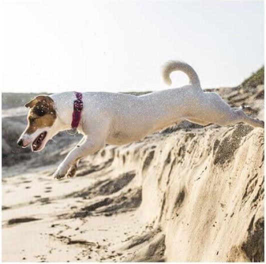 Image du produit Julius-K9 Collier de chien caoutchouté rose L (L, Chien)