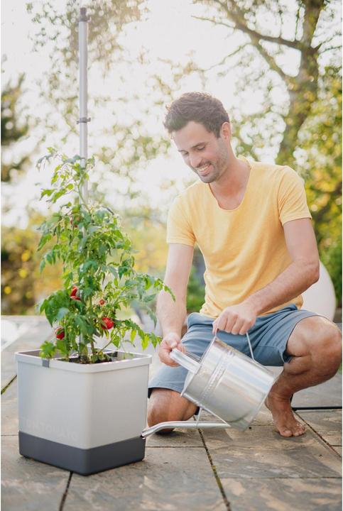 Actual product image Gusta Garden Tom Tomato (35 cm)