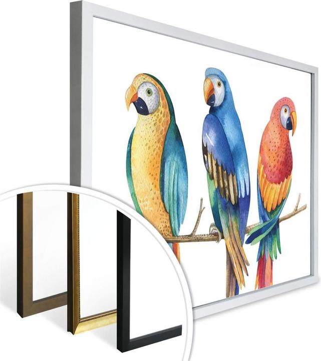 Produktbild Trenddeko Kvilis - Bunte Papageien (80 x 60 cm)