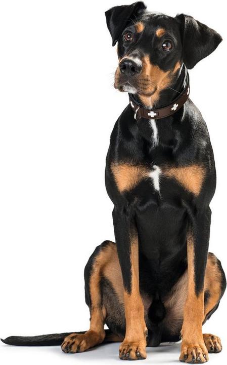 Actual product image Hunter Collar Swiss genuine leather (47, 48, 49, 50, 52, 54, Dog, Dog sport)