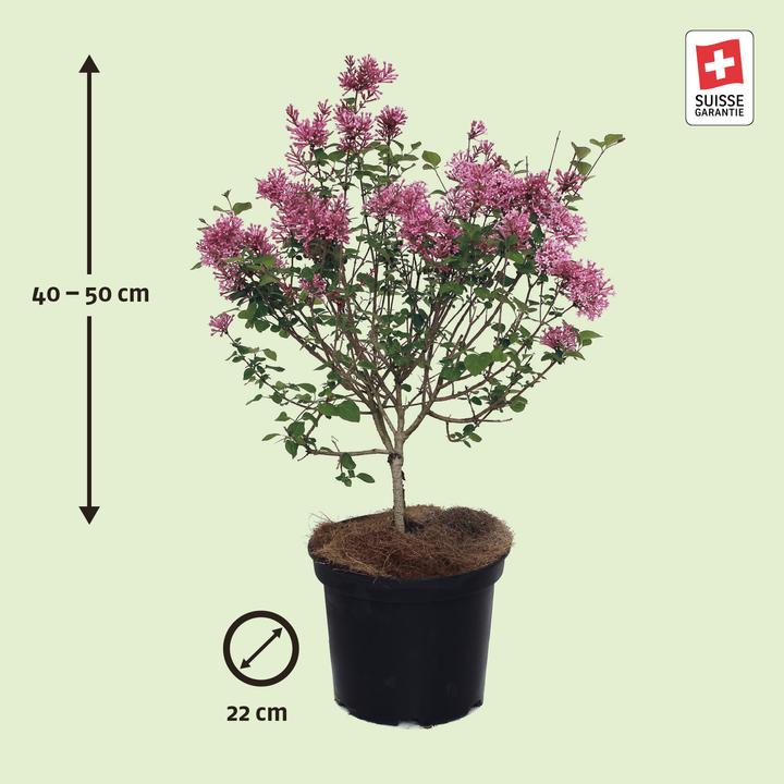 Actual product image Zulauf Zwerg-Duft-Flieder / Syringa 'Bloom. Pink Perfume' (50 cm)