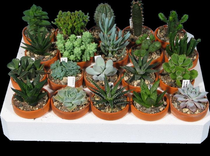Succulent Beginner's Kit (10 cm)