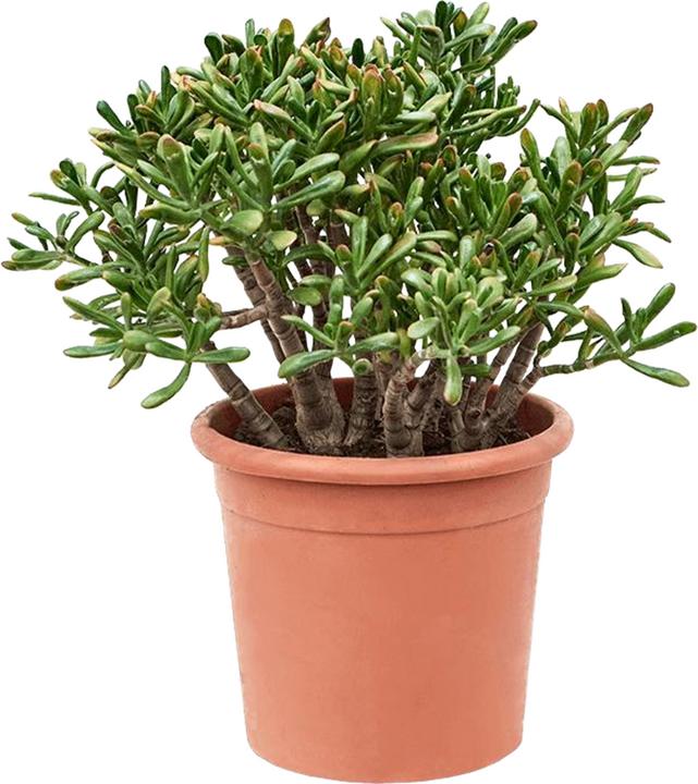 Image du produit Plant in a Box Crassula ovata Hobbit - Plante de jade (55 cm)