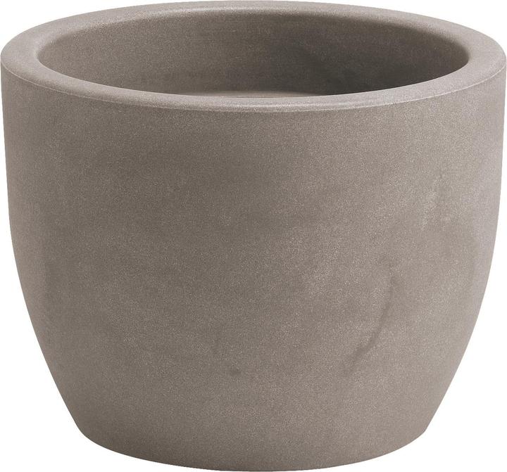 Giarnaldo Hera (50 cm)
