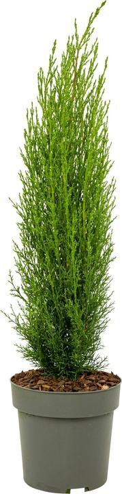 Image du produit Plant in a Box Cupressus sempervirens totem - Toskanische Zypresse (60 cm)