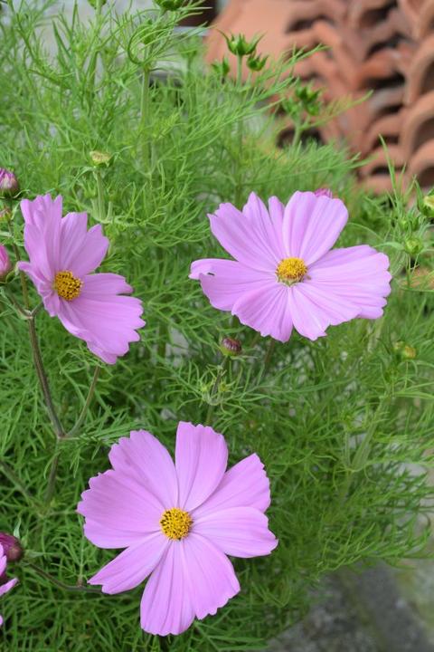 Produktbild Säntispracht Die Kosmee, unser langblühender Sommerhit - Cosmos bipinnatus 'Sonata Pink' (80 cm)