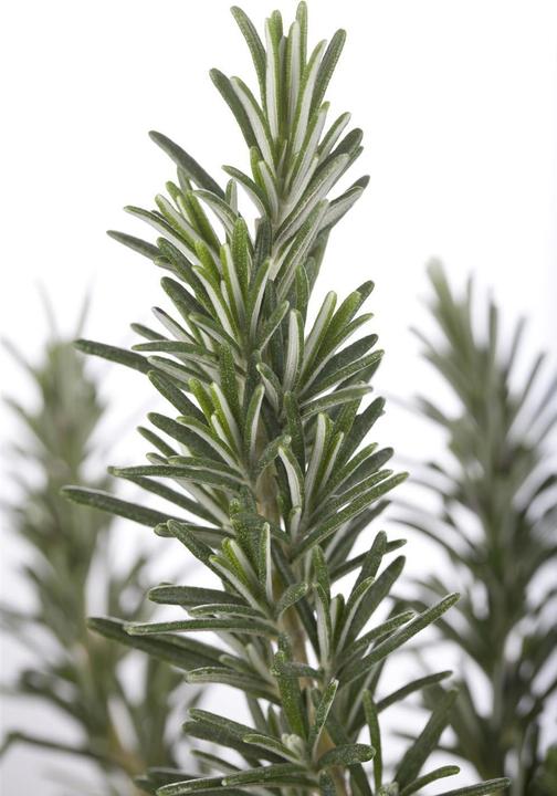 Produktbild Rosmarin (50 cm)