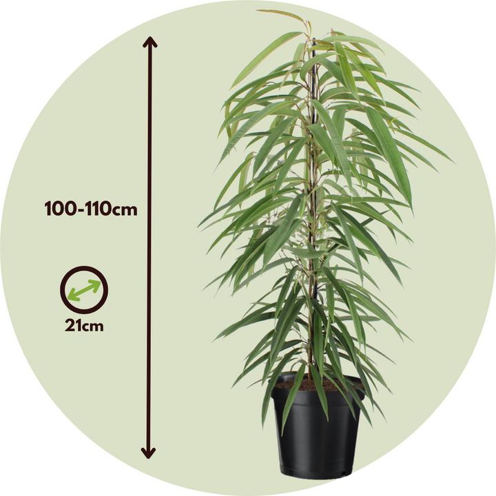 Actual product image Plant in a Box Ficus Binnendijckii Alii - violin plant (100 cm)