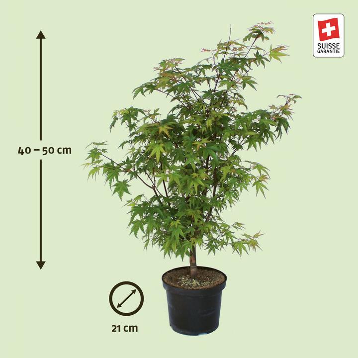 Immagine prodotto Zulauf Japanischer Fächer-Ahorn / Acer palmatum 'Katsura' (50 cm)