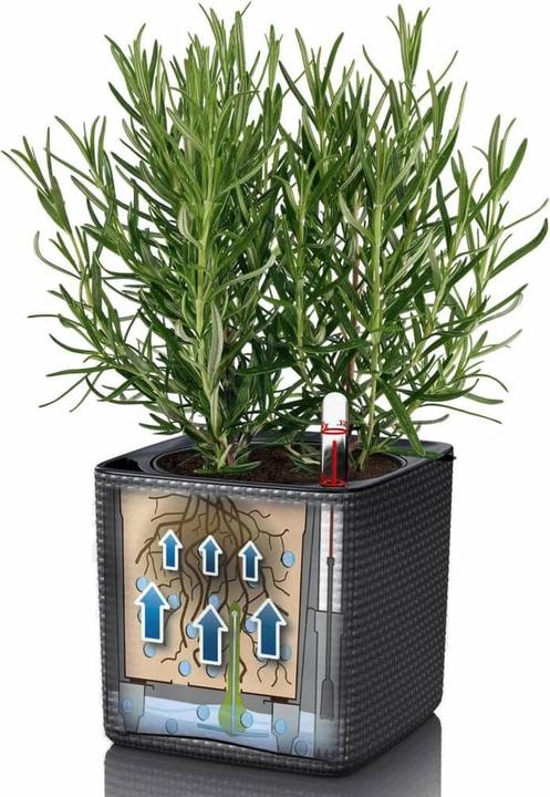Produktbild Lechuza Cube (17 cm)