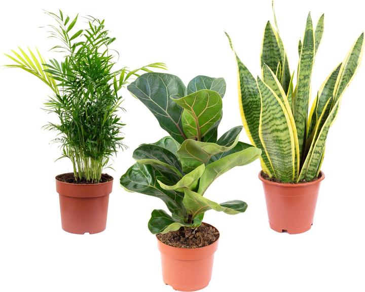 Actual product image Flowerbox Houseplants- mountain palm, violin fig, bow hemp (40 cm)