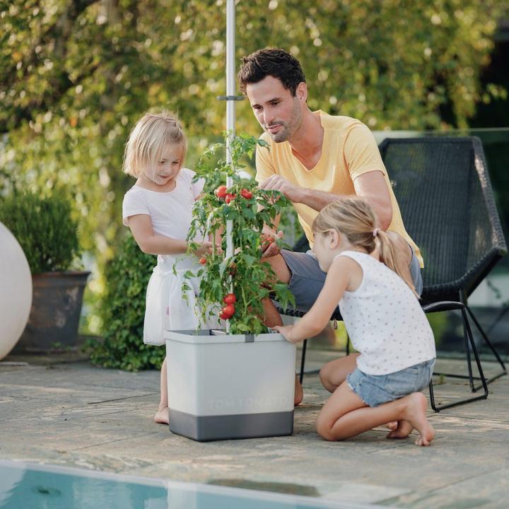 Actual product image Gusta Garden Tom Tomato (35 cm)