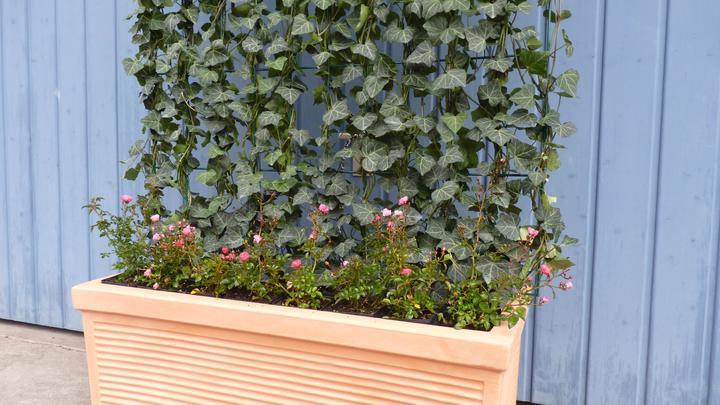 Produktbild Helix Hecke (100 cm, 20 cm)