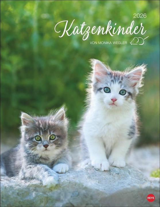 Produktbild Katzenkinder Posterkalender 2026 (34 x 44 cm, Harter Einband, Deutsch)