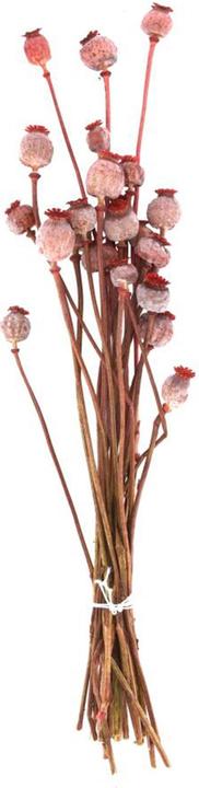 Actual product image Dijk Papaver Bunch holland (Dried flowers)