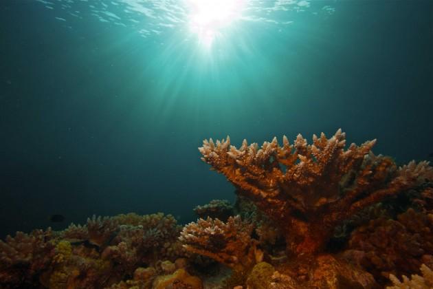 Produktbild Das Great Barrier Reef Naturwunder der Superlative (DVD, 2012, Deutsch, Englisch)