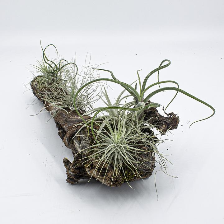 Immagine prodotto Kakteen Gautschi Tillandsia rampicante media (25 cm)