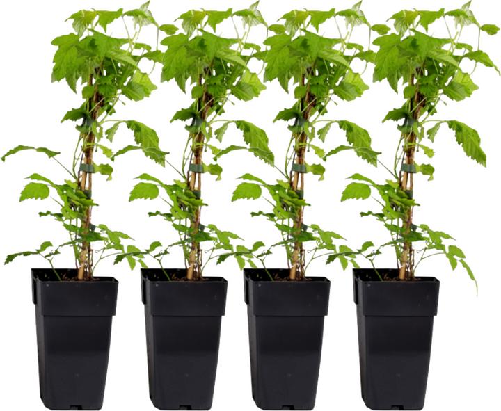 Actual product image Plant in a Box Rubus idaeus Malling Promise - set of 2 raspberry plants (50 cm)