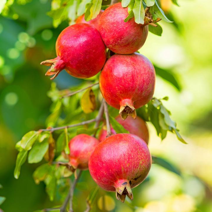 Image du produit Plant in a Box Punica Granatum - Kit de 6 Grenadiers (25 cm)