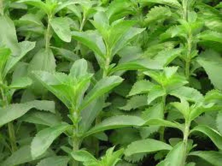 Produktbild Tropica KR Stevia Süsskraut (Keimlinge)