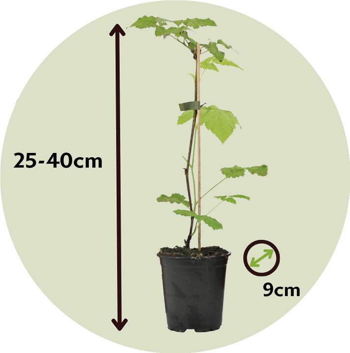 Immagine prodotto Plant in a Box Rubus ideaus 'Autumn Bliss' - 6er Set Himbeerpflanzen (25 cm)
