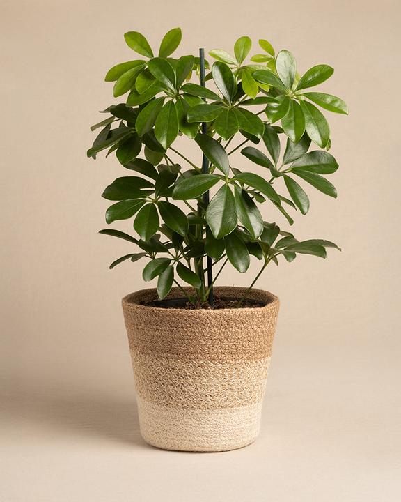 Immagine prodotto feey Pflanzenkorb aus Jute (17 cm)