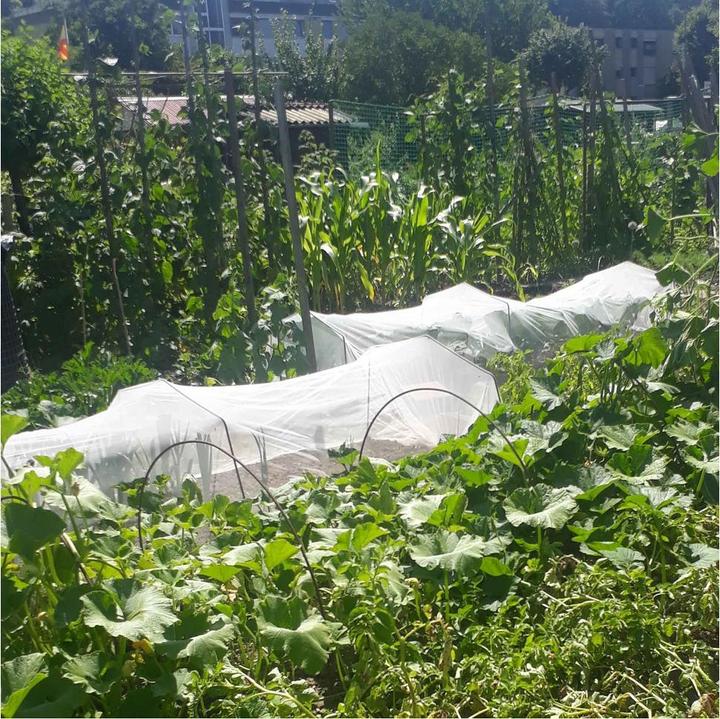 Produktbild Andermatt Biogarten Filbio-Kulturschutznetz