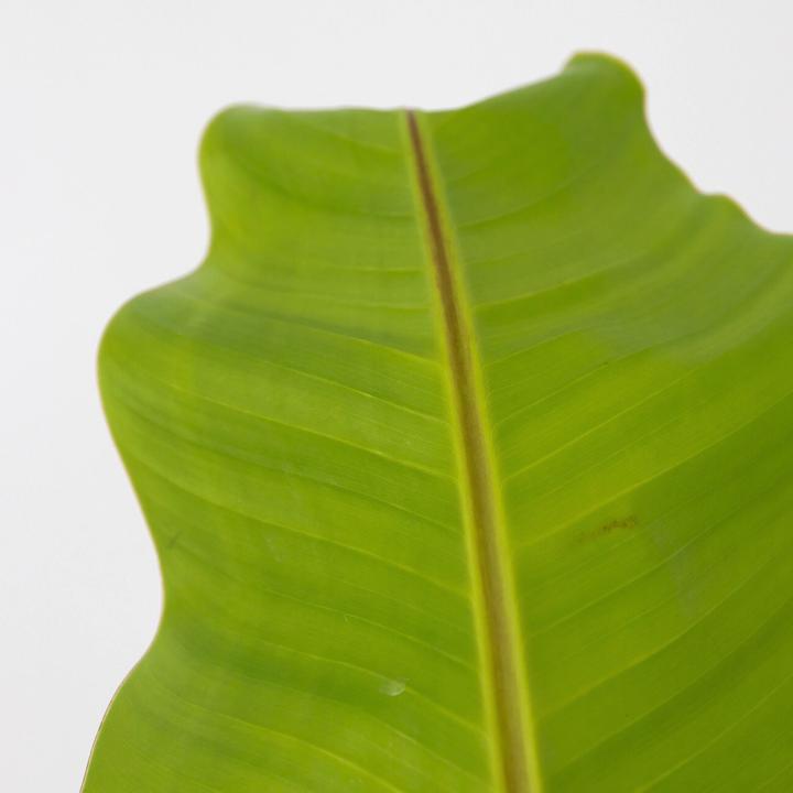 Image du produit Plant in a Box Musa Basjoo - Plants de bananes (55 cm)
