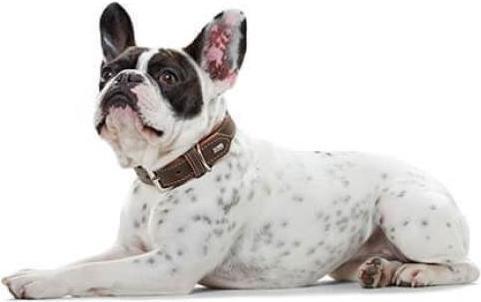Immagine prodotto Hunter Collare Porto, marrone scuro/cognac (Cane)