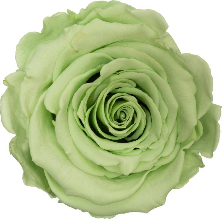 Image du produit Migros Ostschweiz Roses Premium (Roses stabilisées) en cylindre (Fleurs à l'infini)