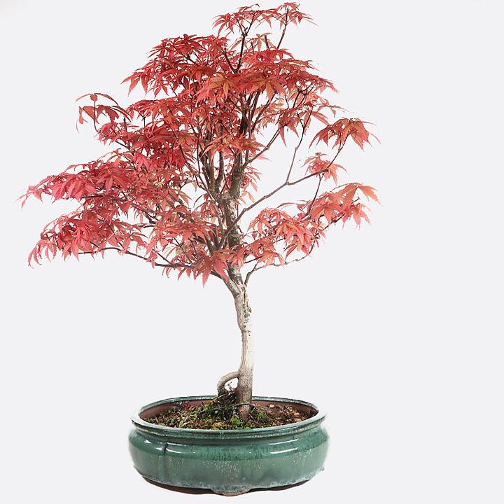 Image du produit Bonsai.ch Acer atropurpureum