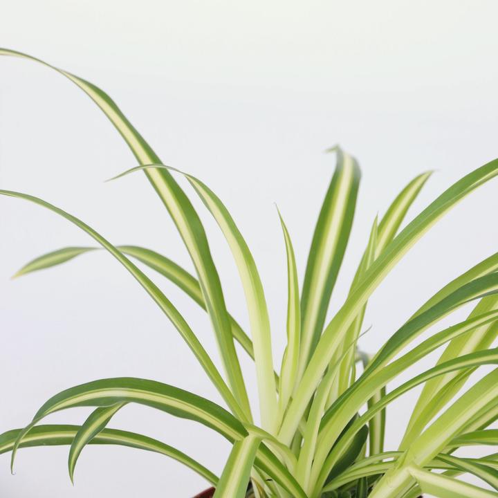 Produktbild Plant in a Box Chlorophytum comosum 'Atlantic' - 6er Set Grünlilie (25 cm)