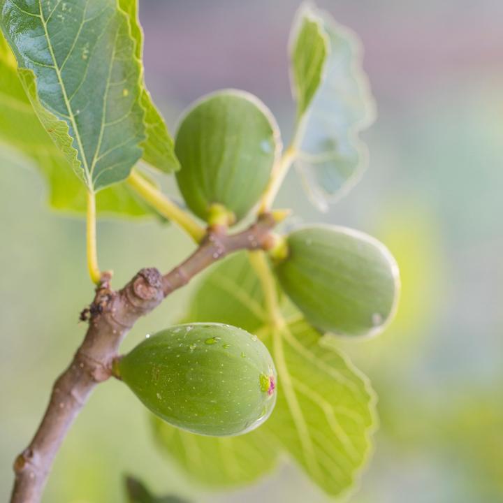 Produktbild Plant in a Box Citrus calamondin, citrus limon, ficus carica, olea - 4er Set Mediterranen Obstbäumen (25 cm)