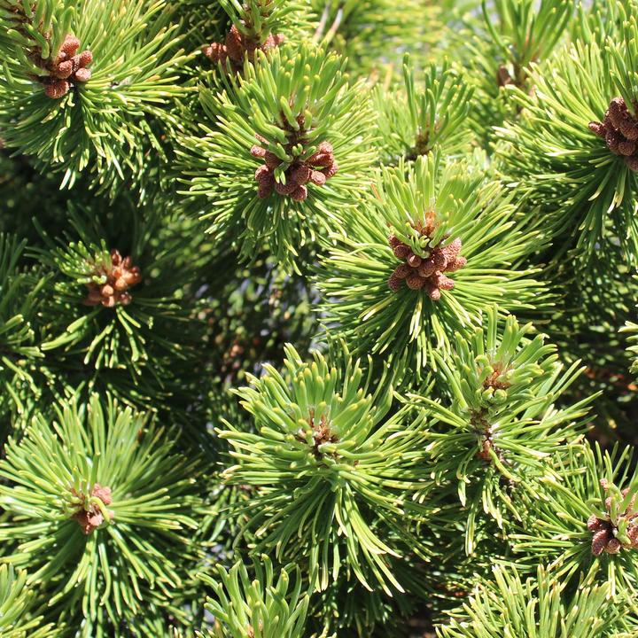 Actual product image Zulauf Zwerg-Berg-Föhre / Pinus mugo 'Winter Gold' (35 cm)