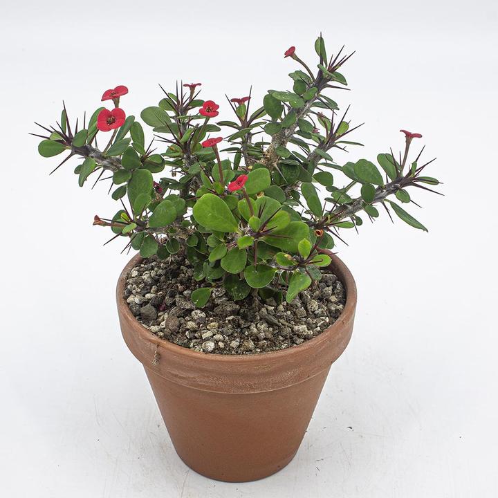 Actual product image Kakteen Gautschi Euphorbia milii Set (25 cm)