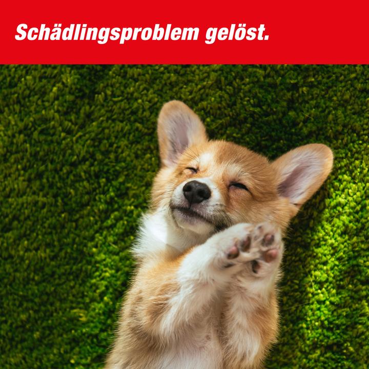 Produktbild Super Cat Rattenfalle PRO SuperCat 1er