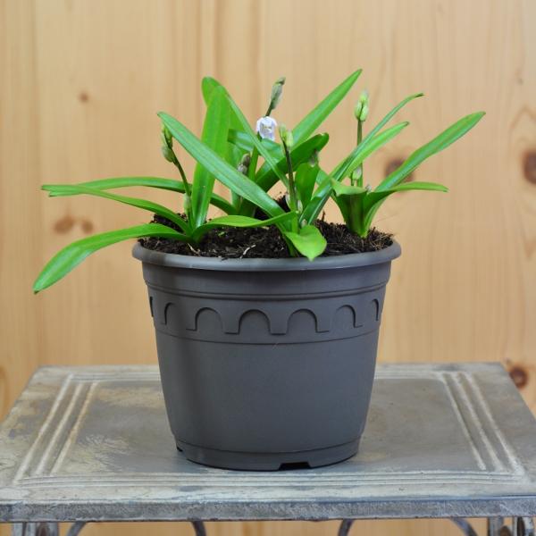 Produktbild Säntispracht 3 er Set, Die unverwüstliche Kegelblume - Puschkinia scilloides (15 cm)