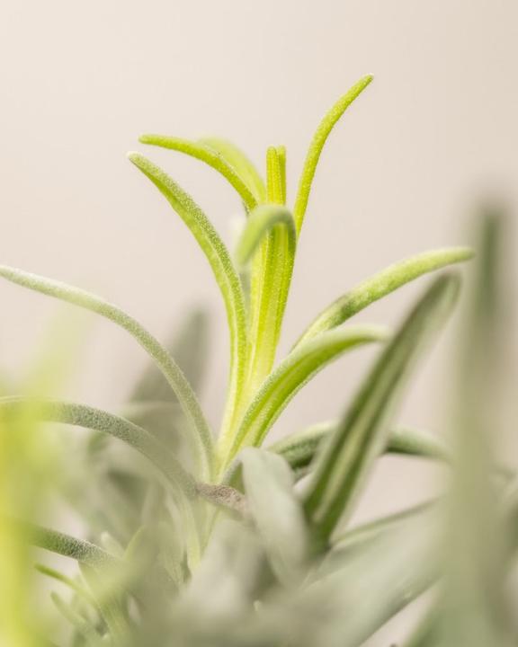 Immagine prodotto feey Lavendel (25 cm, Amichevole per gli animali)