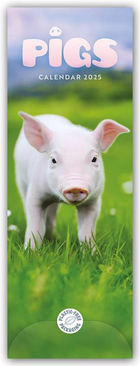 Produktbild Pigs Slim Calendar 2025 (Englisch, Deutsch)