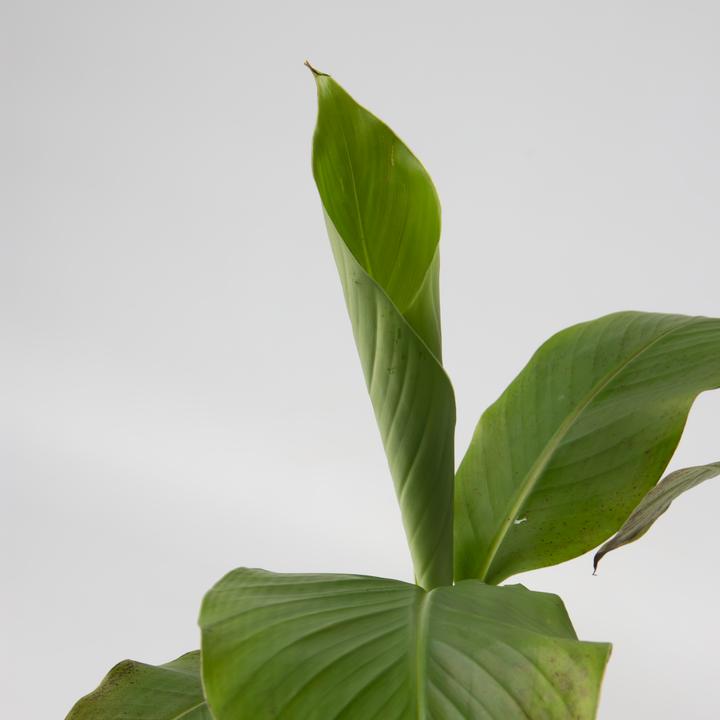 Immagine prodotto Plant in a Box Musa Basjoo - (25 cm)