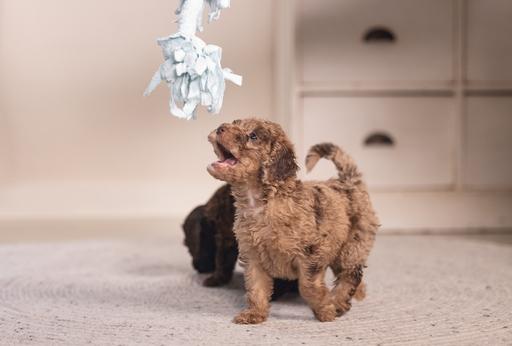Image du produit Beeztees Puppy Corde à jouer Pim (Jouet à mâcher pour chien)