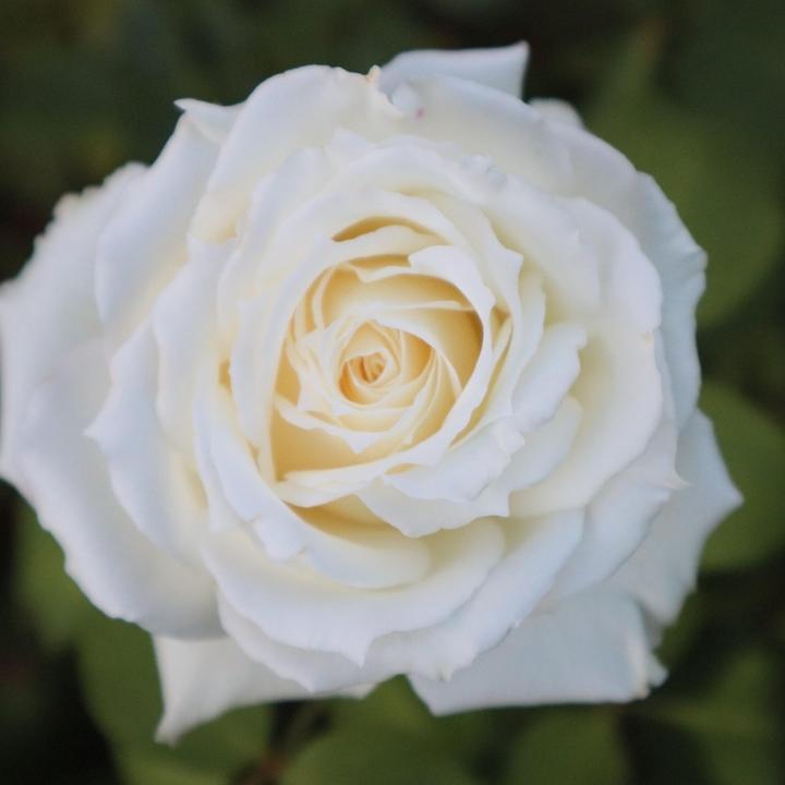 Immagine prodotto Plant in a Box Rosa Palace 'Kailani' - set di 2 rose a stelo (80 cm)