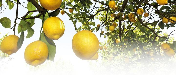 Produktbild Weleda Citrus (200 ml, Badeöl)