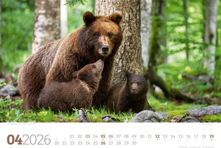 Immagine prodotto Tierwelt Wald Kalender 2026 (45 x 33 cm, Copertina rigida, Tedesco)