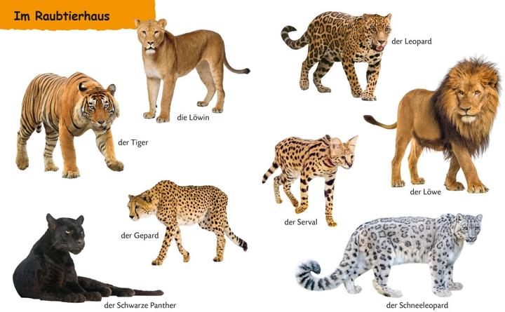 Actual product image Kennst du Zootiere (German, 2019)
