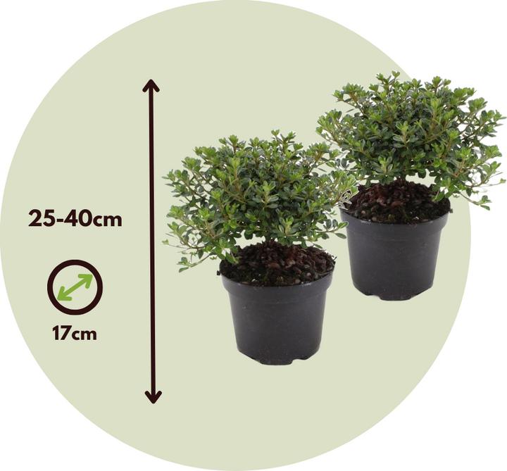 Actual product image Plant in a Box Rhododendron azalea 'Anouk' - set of 2 azaleas (25 cm)